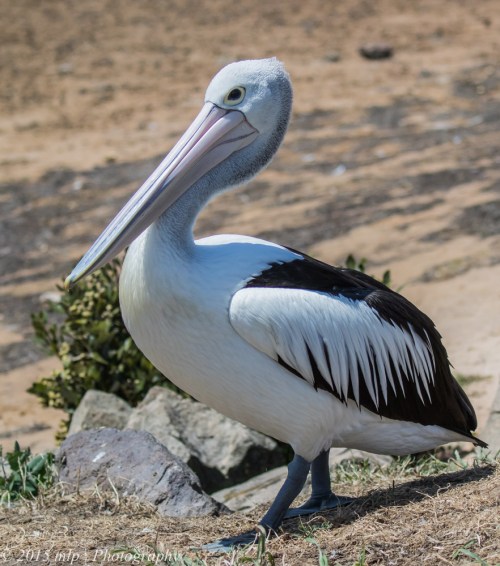 Pelican, Hasting Harbour