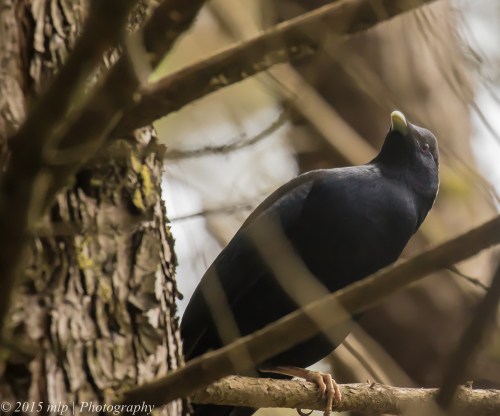 Satin Bowerbird, Stevenson Falls, Great Otway National Park