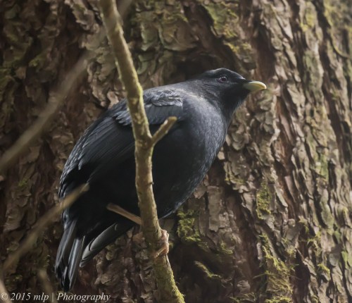 Satin Bowerbird, Stevenson Falls, Great Otway National Park