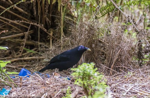 Satin Bowerbird, Stevenson Falls, Great Otway National Park
