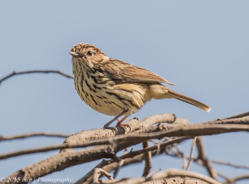 Speckled Warbler, Bartleys Block, Chiltern National Park