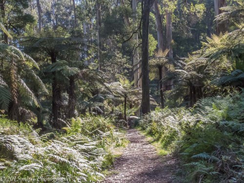Welch Track, Dandenong Ranges National Park