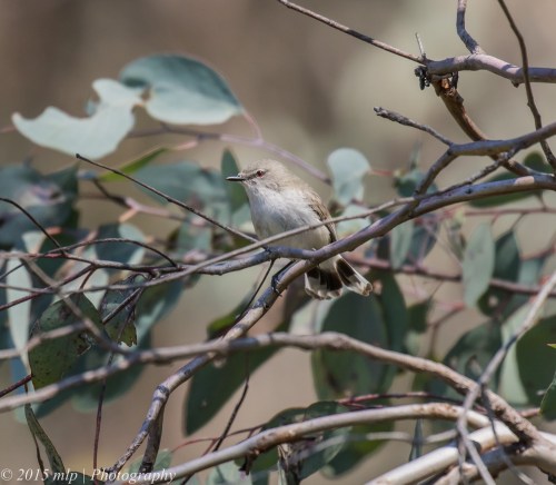 Western Gerygone, Bartley's Block, Chiltern