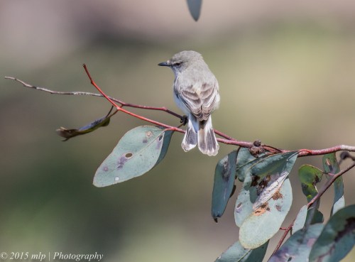 Western Gerygone, Bartley's Block, Chiltern