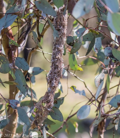 Western Gerygone, Bartley's Block, Chiltern