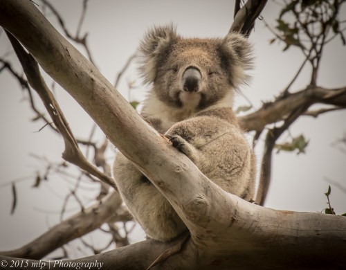 Koala, Cape Otway, Great Otway National Park