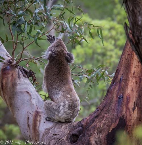 Koala, Cape Otway, Great Otway National Park