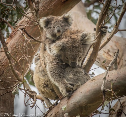 Koala and joey, Cape Otway, Great Otway National Park