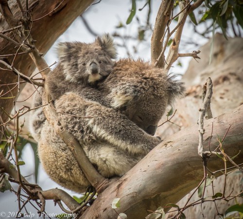 Koala and joey, Cape Otway, Great Otway National Park