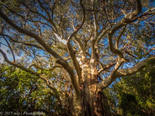 A large gum tree, Old Hordern Vale Rd, Apollo Bay