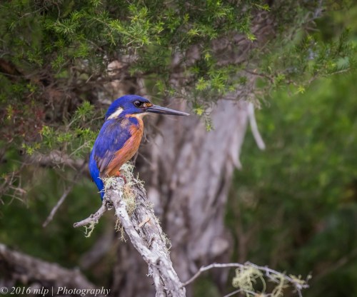 Azure Kingfisher, Genoa River, Gypsy Pt
