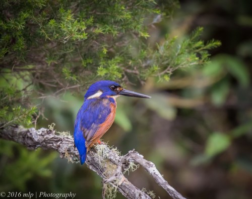 Azure Kingfisher, Genoa River, Gypsy Pt