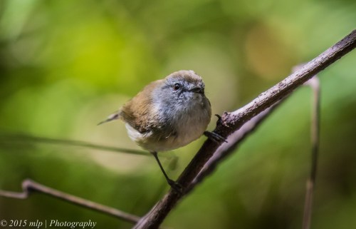 Brown Gerygone, Cabbage Tree Creek