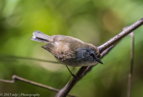 Brown Gerygone, Cabbage Tree Creek