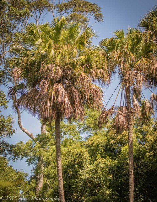 Cabbage Tree Palm, Cabbage Tree Creek