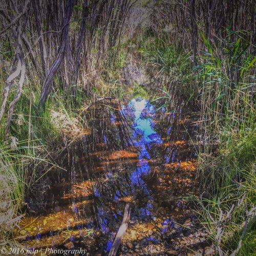 Cape Howe Wilderness, Howe Flat, track to the coast and Eastern Bristlebird