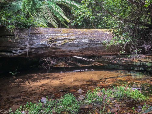 Cape Howe Wilderness vehicle track