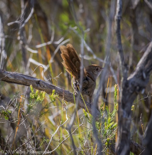 Eastern Bristlebird, Cape Howe Wilderness Area
