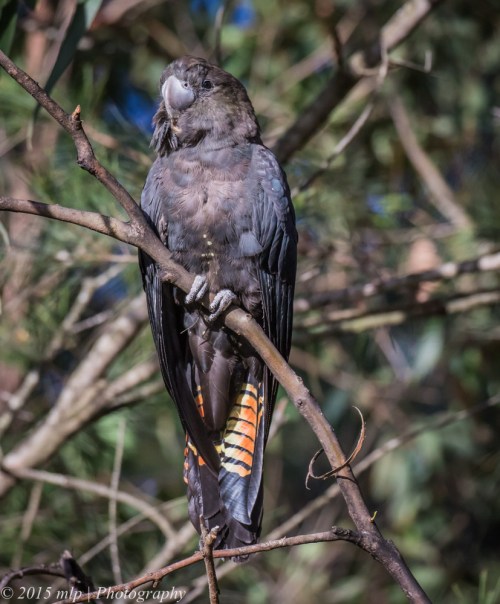 Juvenile Glossy Black Cockatoo, Shady Gully Reserve, Mallacoota