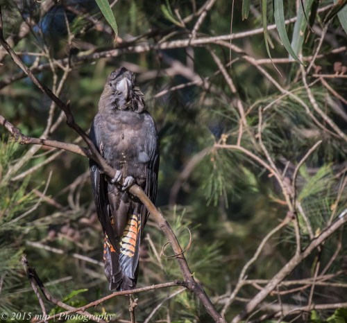 Juvenile Glossy Black Cockatoo, Shady Gully Reserve, Mallacoota