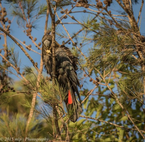 Glossy Black Cockatoo, Shady Gully Reserve, Mallacoota