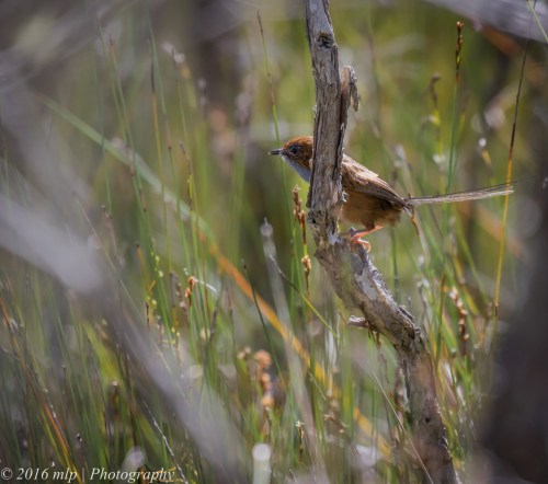 Southern Emu Wren, Cape Howe Wilderness Area