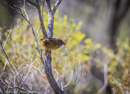 Southern Emu Wren, Cape Howe Wilderness Area