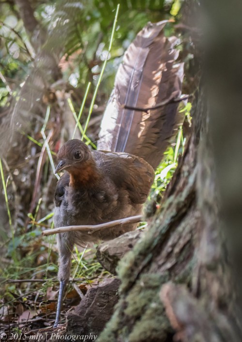Superb Lyrebird, Double Creek Nature Reserve