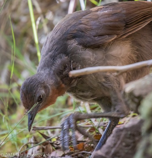 Superb Lyrebird, Double Creek Nature Reserve