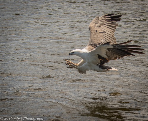 White Bellied Sea Eagle, Genoa River, Gypsy Pt