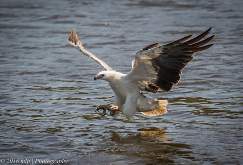 White Bellied Sea Eagle, Genoa River, Gypsy Pt