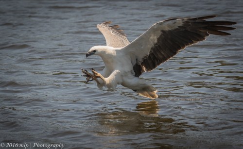 White Bellied Sea Eagle, Genoa River, Gypsy Pt