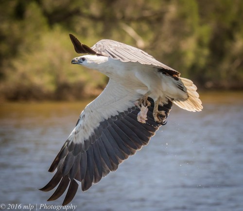 White Bellied Sea Eagle, Genoa River, Gypsy Pt