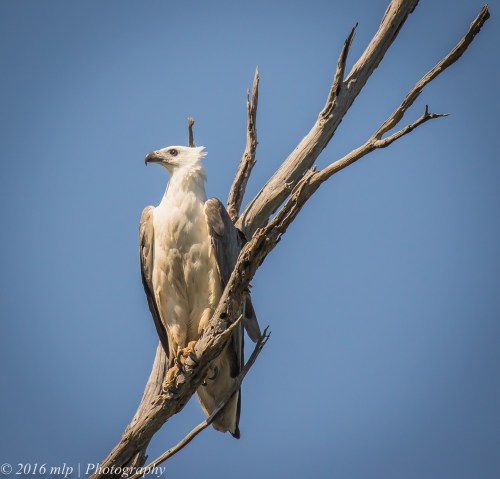 White Bellied Sea Eagle, Genoa River, Gypsy Pt