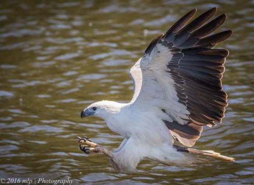 White Bellied Sea Eagle, Genoa River, Gypsy Pt