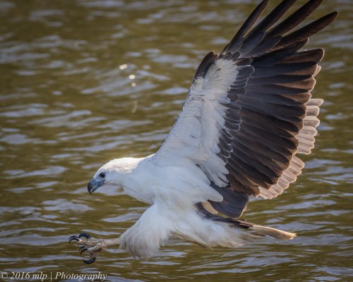 White Bellied Sea Eagle, Genoa River, Gypsy Pt