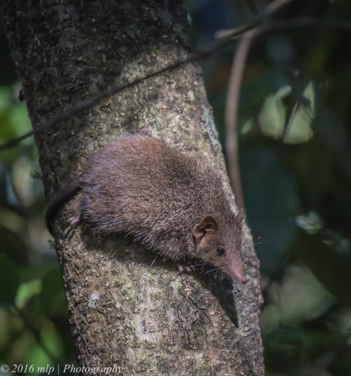 Antechinus, Pittosporum Walk, Mallacoota