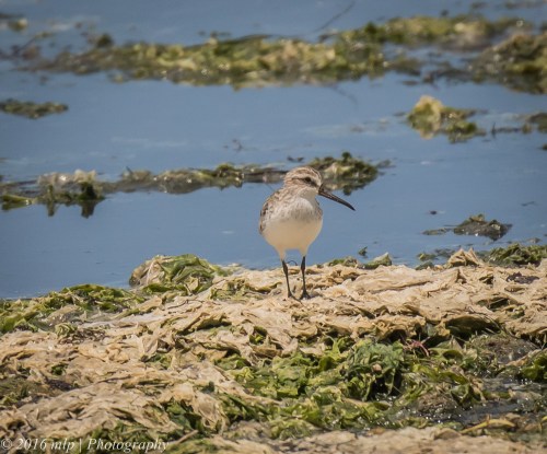 Broad Billed Sandpiper, Western Treatment Plant