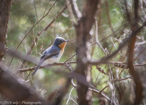 Female Leaden Flycatcher, Double Creek Nature walk, Mallacoota
