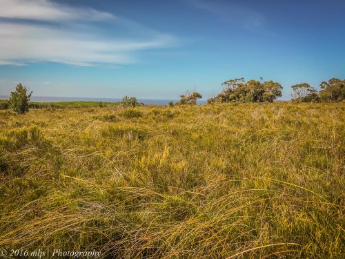 Heathland, Shipwreck Creek, Far East Gippsland