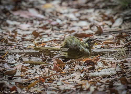 Lewin's Honeyeater Sun-baking, Double Creek Nature Walk, Mallacoota