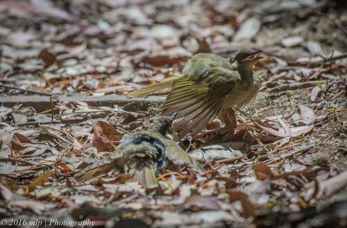 Lewin's Honeyeaters Sun-baking, Double Creek Nature Walk, Mallacoota