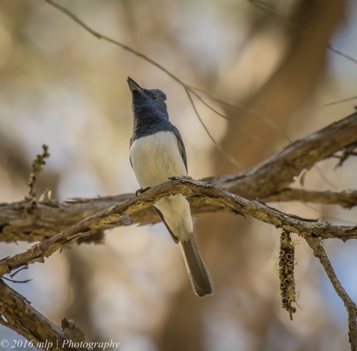 Male Leaden Flycatcher, Double Creek Nature walk, Mallacoota