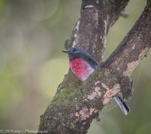 Rose Robin, Pittosporum Walk, Mallacoota