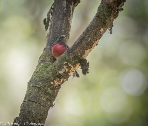 Rose Robin, Pittosporum Walk, Mallacoota