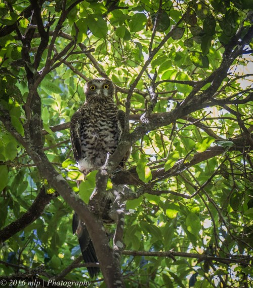 Powerful Owl, Pittosporum Walk, Mallacoota