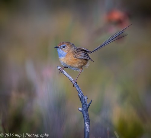 Southern Emu-wren, Shipwreck Creek, Far East Gippsland,