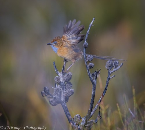 Southern Emu-wren, Shipwreck Creek, Far East Gippsland,