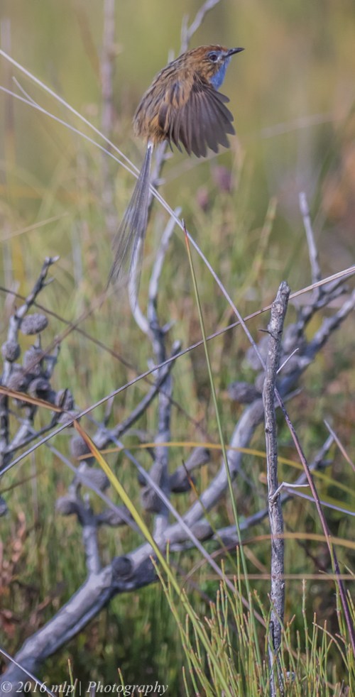 Southern Emu-wren, Shipwreck Creek, Far East Gippsland,