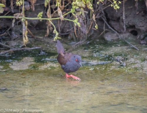 Spotless Crake, Werribee Treatment Plant, Victoria